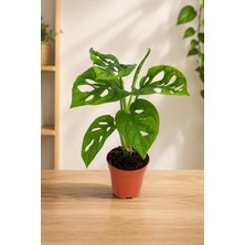 Fimer Deliciosa Saksı Bitkisi, 30-40 cm Boy