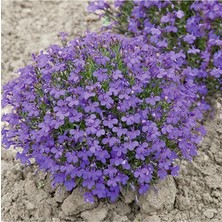 Fimer Look Lobelia Erinus 'crystal Palace' Çiçek Tohumu TH-THMCMTHM726