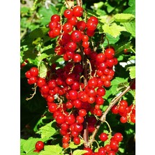 Fimer Meyveli Frenk Üzümü Fidanı [ribes]
