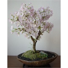Fimer Look Beyaz Çiçekli Bahardalı Bonsai Ağacı Tohumu-10 Adet TH-2022DSHNGLKTHM085