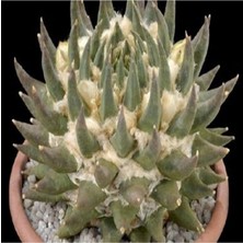 Fimer Look Ariocarpus Retusus Kaktüs Tohumu TH-DSHNGLOOKTHM124