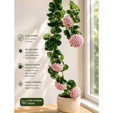 Fimer Pembe-Kırmızı Yıldız Çiçekli Hoya Carnosa Mum Çiçeği Fidanı