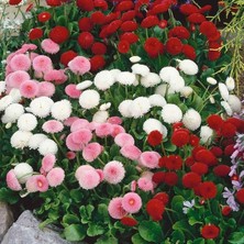 Fimer Katmerli Bellis Perennis Ponpon Ingiliz Çayır Papatyası Çiçeği TOHUMU(100 Tohum)