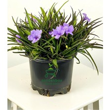 Fimer Saksıda Mor Renk Meksika Petunyası, 30-60 Cm, 1 Adet