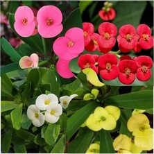 Fimer Karışık Renk Dikenler Tacı Çiçeği Fidanı, 4 Adet Set, 15-25 Cm, Saksılı, Euphorbia