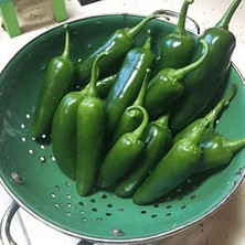 Fimer Extreme Acı Jalapone Biber Fidesi (5 Adet)