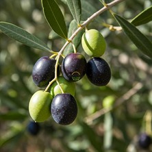 Fimer Sepetim 4 Yaş Gemlik Trilye Sofralık Zeytin Fidanı