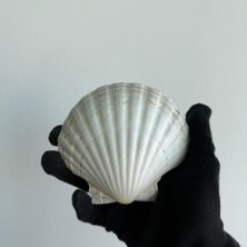 SBN - Store Büyük Doğal Deniz Tarağı Kabugu | 1 Adet | 10-12 cm | Mutfak ve Dekorasyon Için | El Işi ve Dıy Projeleri Için Büyük Deniz Kabuğu