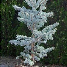 Mythriva 10 Tohumluk Picea Glauca Beyaz Ladin Tohumu Paketi