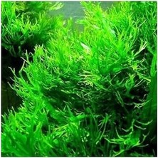 SBN - Store Prime Windelov Java Fern Saksı Canlı Bitki