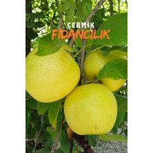 Çermik Fidancılık 2 Adet Aşılı Bodur Golden Elma Fidanı 3 Yaş
