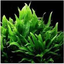 SBN - Store Prime Microsorium Pteropus Sp S Saksı Canlı Bitki