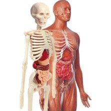 SBN - Store Prime - 64297 - Ilk Keşiflerim - Insan Anatomisi