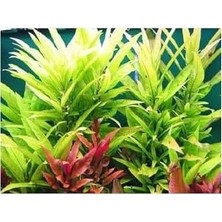 SBN - Store Prime Nomaphila Siamensis Saksı Canlı Bitki TR-B098