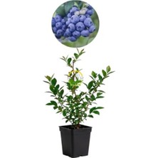 Die Grup 2 Yaş Yaban Mersini Fidanı, Sunshine Blue Çeşidi