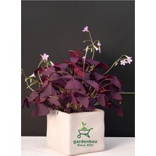 Die Grup Süs Yoncası Mor Yapraklı Yonca Çiçeği 1 Adet 20-30 cm (Oxalis Triangularis)