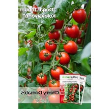 Die Grup 80 Adet Yerli Ata Cherry Domates Tohumu, Verimli ve Lezzetli