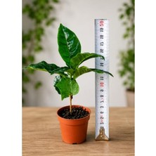 Die Grup 2 Adet Coffea Arabica Kahve Fidanı, Evde Kolayca Yetiştirilebilir