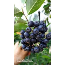 Die Grup Aronya Viking Fidanı, Doku Kültürü, 1 Yaş Aronia