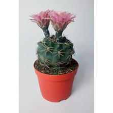 Die Grup Gymnocalycium Baldianum – Çiçek Açan Nadir Kaktüs – Kolay Bakım – Canlı Renkler – 8.5 cm Saksıda