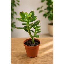 Die Grup 10-20 cm Crassula Feng Shui Para Ağacı Fidanı - Şans Getiren Bitki