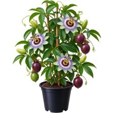 Die Grup Pasiflora Fidanı Saksılı Bitki