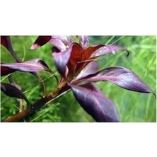 SBN - Store Ludwigia Glandulosa Saksı Canlı Bitki