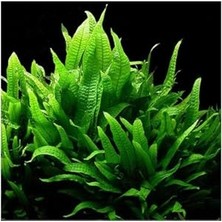 Die Grup Microsorium Pteropus Sp S Saksı Canlı Bitki