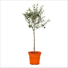 Tijli Zeytin Ağacı (80-100 Cm)