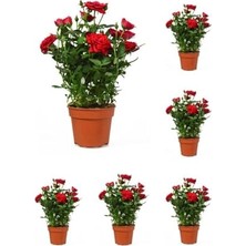 Die Grup Kadife Kırmızı Gül Fidanı, Yediveren Kokulu, 6 Adet Saksılı, 40-60 Cm, Dış Mekan