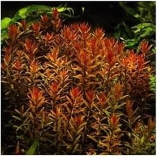 SBN - Store Rotala Indica Saksı Canlı Bitki B105