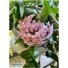 Die Grup Pembe Renk Hoya Mum Çiçeği, 30-50 cm Uzunluk