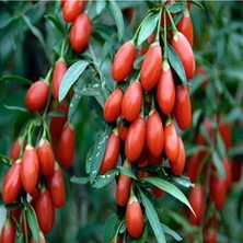 Die Grup Tüplü Meyve Verme Yaşında Kırmızı Goji Berry Fidanı
