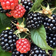 Die Grup Tüplü Dikensiz Verimli Aromatik Bursa-3 Böğürtlen Fidanı
