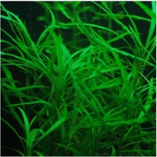 SBN - Store Hygrophila Salicifolia Narrow Leaf Saksı Canlı Bitki