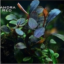SBN - Store Bucephalandra Brownie Red Saksı Canlı Bitki