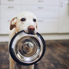 SBN - Store Kedi Köpek Mama Su Kabı Paslanmaz Çelik Kedi ve Köpek Mama Kabı - Kaymaz Tabanlı, Dayanıklı Besleme Tası (16 Cm)