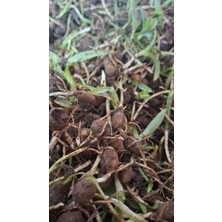 Atakum Salep 100 Adet Salep Fidesi