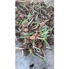 Atakum Salep 500 Adet Salep Fidesi
