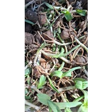 Atakum Salep 5 kg Salep Fidesi