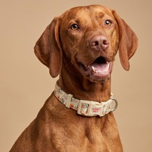 Kryon Gobypet Desenli Köpek Boyun Tasması 25 Mm, Ayarlanabilir 39-55 Cm, Güçlendirilmiş Emniyet Kilitli Toka, Paslanmaz Metal D Halka, Dayanıklı Kumaş, Günlük Kullanım, Yürüyüş ve Eğitim Için