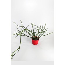 Tirucalli Kalem Kaktüs Özel Tür Nadide Kaktus Tekli Kaktüs 8.5 cm Saksıda