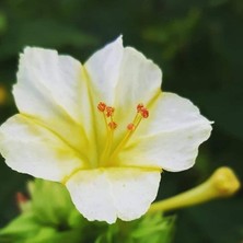 Dansı White Akşam Sefası Çiçeği Tohumu(20 Tohum)