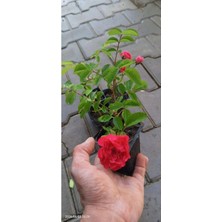Gül Fidesi Canlı Bitki 5 Renk Seçeneği