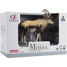 Prime Kutulu Model Antilop