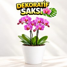 Dekoratif Orkide Dış Saksısı Beyaz - Hava Alan ve Zarif Tasarımlı Saksı Iç Mekan Kullanımına Uygun