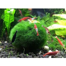 Hayatist 1 Adet Ball Özelikle Karideslerinizi Bu Yosun Topunu Çok Sevecek 3-4 cm
