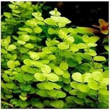 Lysimachia Nummularia Aurea Saksı Canlı Bitki