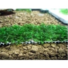 Fissidens Sp Fox Tele Sarılı 5x5 Yeni Sarım Canlı Bitki