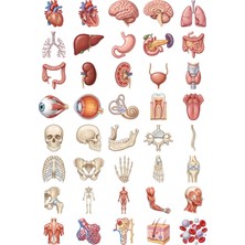 Dekorif Anatomi Sticker Seti Dijital Illüstrasyon 40 Adet Organ Iskelet Tıp Öğrencisi Ajanda Çıkartma
